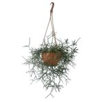 karlabotanik Rhipsalis Pilocarpa | Askılı Saksıda