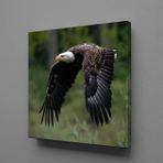 Kartal Kanvas Tablo 70x70cm