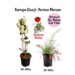 Kartopu Çiçeği 1 Adet +Kırmızı Mercan 1 Adet+Kırmızı Gazanya Hediye Saksılı Bahçe Seti, SRD04022025BYB60