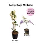 Kartopu Çiçeği 1 Adet +Kokulu Mor Salkım 1Adet Saksılı Bahçe Peyzaj Seti, BTSNA01KAR95