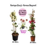 Kartopu Çiçeği 1 Adet +Pembe Begonvil 1 Adet+ Kırmızı Gazanya Hediyeli Saksılı Bahçe Seti