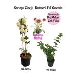 Kartopu Çiçeği 1 Adet+Katmerli Ful Yasemin1 Adet+Pembe Gazanya Hediyeli Saksılı Bahçe Seti, SRD04022025BYB84