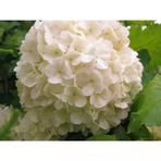 Kartopu Çiçeği Fidanı Beyaz 40-60 Cm