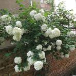 Kartopu Çiçeği (Viburnum Lucidum) Fidanı 30-60 Cm