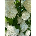 Kartopu Fidanı 50 70 Cm 1 Adet Saksılı Çiçekli Dış Mekan Bitkisi Viburnum