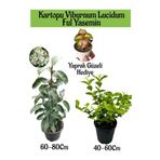 Kartopu Viburnum 1 Adet+Kokulu Ful Yasemin 1 Adet+Yaprak Güzeli Hediye Bahçe Bitkisi, SRD04022025BYB1332