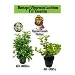 Kartopu Viburnum 1 Adet+Kokulu Ful Yasemin 1 Adet+Yaprak Güzeli Hediye Bahçe Bitkisi, SRD04022025BYB1341