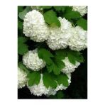 Kartopu Vilburnum Fidanı 30-60 Cm