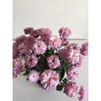 Kasımpatı Çiçeği Fidesi Pembe 10-20 Cm