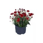 Kasımpatı Fidanı Kırmızı Renk 10-20 Cm Chrysanthemum