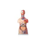 Kaslı Torso Modeli - Çift Cinsiyetli - Insan Anatomi Maketi - 85cm, 30 Parçalı
