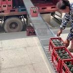 Katlanabilir Paslanmaz Çelik Konveyör Bant - Kamyonlar, Fabrikalar, Depolar ve Rıhtımlar için Hafif Hizmet Makaralı Kızaklar - Güçsüz, 23,6 inç Genişliğinde, 26ft Uzunluğunda, Ağır Hizmet Tipi