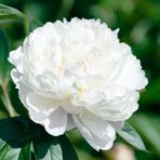 Katmerli Beyaz Renkli Şakayık Çiçeği Yumrusu White Peony 1 Adet