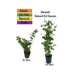 Katmerli Ful Yasemin+ Yoğun Kokulu Hanımeli Çiçeği Fidanı 2'li Bahçe Peyzaj Seti