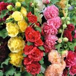 Katmerli gülhatmi tohumu hibrit alcea rosea summer carnival hollyhock (839 F)