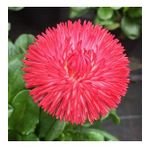 Katmerli Karışık Renkli Bellis Perennis Ponpon İngiliz Çayır Papatyası Çiçeği Tohumu (100 tohum)