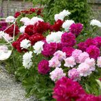 Katmerli Karışık Renkli Şakayık Çiçeği Yumrusu Mix Peony 3 Adet