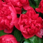 Katmerli Kırmızı Renkli Şakayık Çiçeği Yumrusu Red Peony 1 Adet