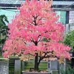 Katsura Bonzai Ağacı Tohumu 5 Tohum + Süpriz Hediye Bonsai Tohumu