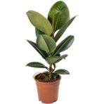 Kauçuk Bitkisi 50 60 Cm Ev - Ofis - Salon Bitkisi