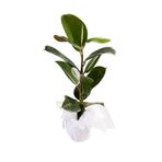 Kauçuk Bitkisi 55-65 cm (Beyaz Hediye Paketi ile Beraber) + Mini Çiçek Hediyeli