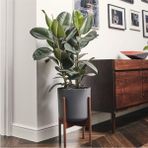 Kauçuk Çiçeği 2'li 80-100CM