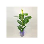 Kauçuk Çiçeği 80CM Hediye Paketli+Hediye Notu