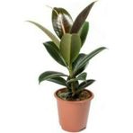 Kauçuk Çiçeği Ficus Elastica