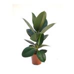 Kauçuk Çiçeği Salon Ofis Bitkisi Mini Boy 1 Adet Saksılı 20-45Cm, SRD1322025BYB05