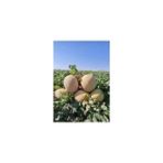 Kavun Ananas Fide - 10 Adet
