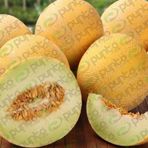 Kavun Tohumu Toros Kışlık 25 g. (~ Takribi 350 Tohum)