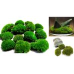 KAYA YOSUNU MOSS 2000 cm² - TERARYUM ZEMİNİ CANLI YOSUN