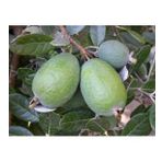 (Kaymak Ağacı) Feijoa Fidanı, Saksıda Meyve Verecek Olgunlukta