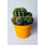Kaynana Topuzu Echinopsis Oxygona Büyük Boy 19 Cm Saksıda