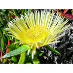 Kaz Ayağı Çiçeği Yer Örtücü Bitki 2 Adet Carpobrotus Acinaciformis