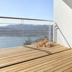 Kedi Balkon Ray Ağı, Düşme Önleyici Ağ PET Balkon Örgü Çit Ağı, Kedi Güvenlik Ağı, Balkon Ekranı, Beşik Merdiven Verandaları Balkon Korkuluk Kılıfı, Çocuklar ve Evcil Hayvanlar için - 10 x 2,6 Ft