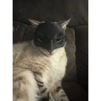 Kedi Batman Maskesi Kıyafeti