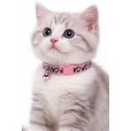 KEDİ BOYUN TASMASI ZİLLİ VE AYARLANABİLİR ALACA DESENLİ