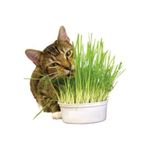 Kedi Çimi Tohumu 100 Gram Tohum Çim Tohumu Kedi Otu Tohumu
