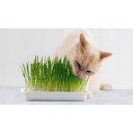 Kedi Çimi Tohumu 100 GRam Tohum Çim Tohumu + Saksı Toprak