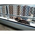 Kedi Filesi 2,5X7M (4cm Göz Aralıkları) Kedi Güvenlik Filesi Kedi Koruma Filesi Balkon Güvenlik Filesi Koruma Ağı - Beyaz - 2,5 x 7 m