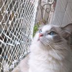 Kedi güvenlik ağı, balkon ve pencere için, yırtılmaya karşı dayanıklı, evcil hayvan koruyucu ağ, tırmanma koruması, kediler için, balkon ve merdivenler için dış mekan koruması, dokuma halat tasarımı