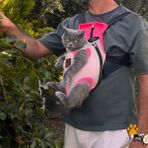 Kedi Köpek Ana Kucağı - Gri - Pembe - XL