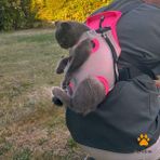Kedi Köpek Ana Kucağı - Gri - Pembe