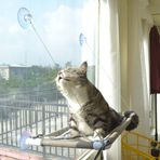 Kedi Pencere Levreği, Kedi Hamak Pencere Koltuğu, Yer Tasarruflu ve Güvenlik Penceresine Monte Edilmiş Kedi Yatağı, Büyük Kediler için (Bej Premium Set)