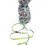 Kedi Renkli Göğüs Tasması Ve Gezdirme Seti Ps