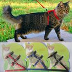 Kedi Tasması