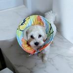 Kedi ve Köpek Koni Yakalığı ,elizabeth Yakalık, Ameliyat Sonrası Koruyucu Yakalık - XS - Sarı