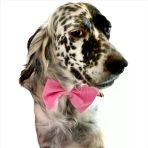 KEDİ VE KÖPEKLER İÇİN PAPYON PEMBE
