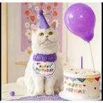 Kedi/köpek Doğum Günü Parti Kıyafeti/aksesuarı (Şapka ve Önlük) Evcil Hayvan Doğum Günü Sürprizi - 0 - Mor